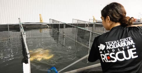 Dozens of Stranded Loggerhead Turtles in Emergency Housing by Texas State Aquarium Wildlife Rescue Program Image of Dozens of Stranded Loggerhead Turtles in Emergency Housing by Texas State Aquarium Wildlife Rescue Program