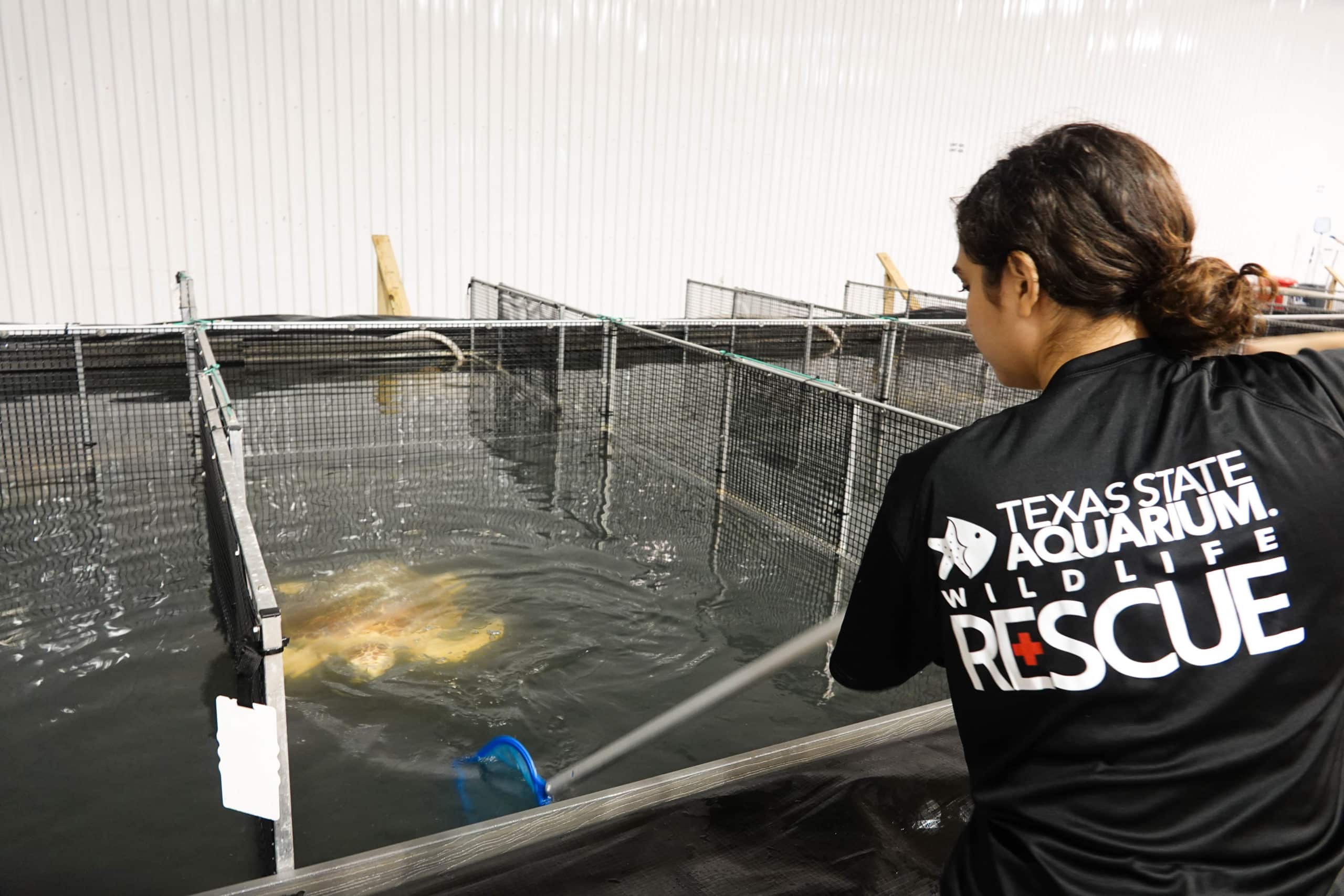 A person wearing a Texas State Aquarium Wildlife Rescue shirt uses a net in a large indoor tank to assist a sea turtle in a rescue or rehabilitation facility.