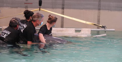 Rescued Dolphin Transferred to Galveston Image of Rescued Dolphin Transferred to Galveston