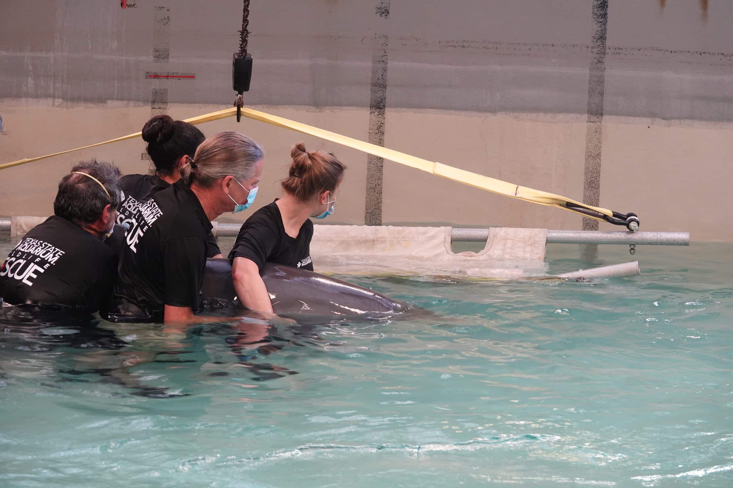 Image of Rescued Dolphin Transferred to Galveston