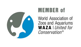 Image of Young Bottlenose Dolphin Joins the Texas State Aquarium as Long-time Resident Dolphin Returns Home