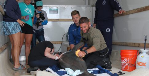 Image of Dolphin Calf Rehabilitated by the Texas State Aquarium Finds Forever Home