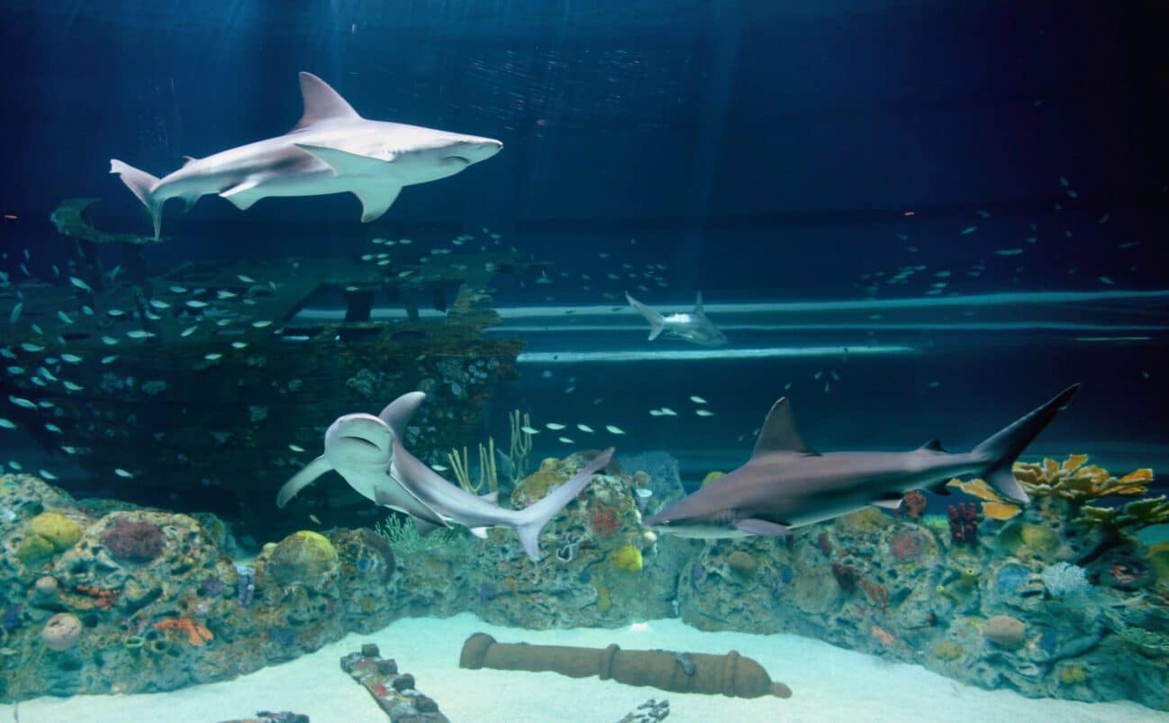 Three sharks swim above a coral reef in a large aquarium, with many small fish, colorful corals, an old shipwreck, and a cannon visible on the sandy bottom. The water is clear, showing the underwater scene in detail.