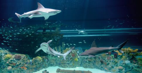 Image of Texas State Aquarium Named One of USA TODAY’s  Top Five Aquariums in North America