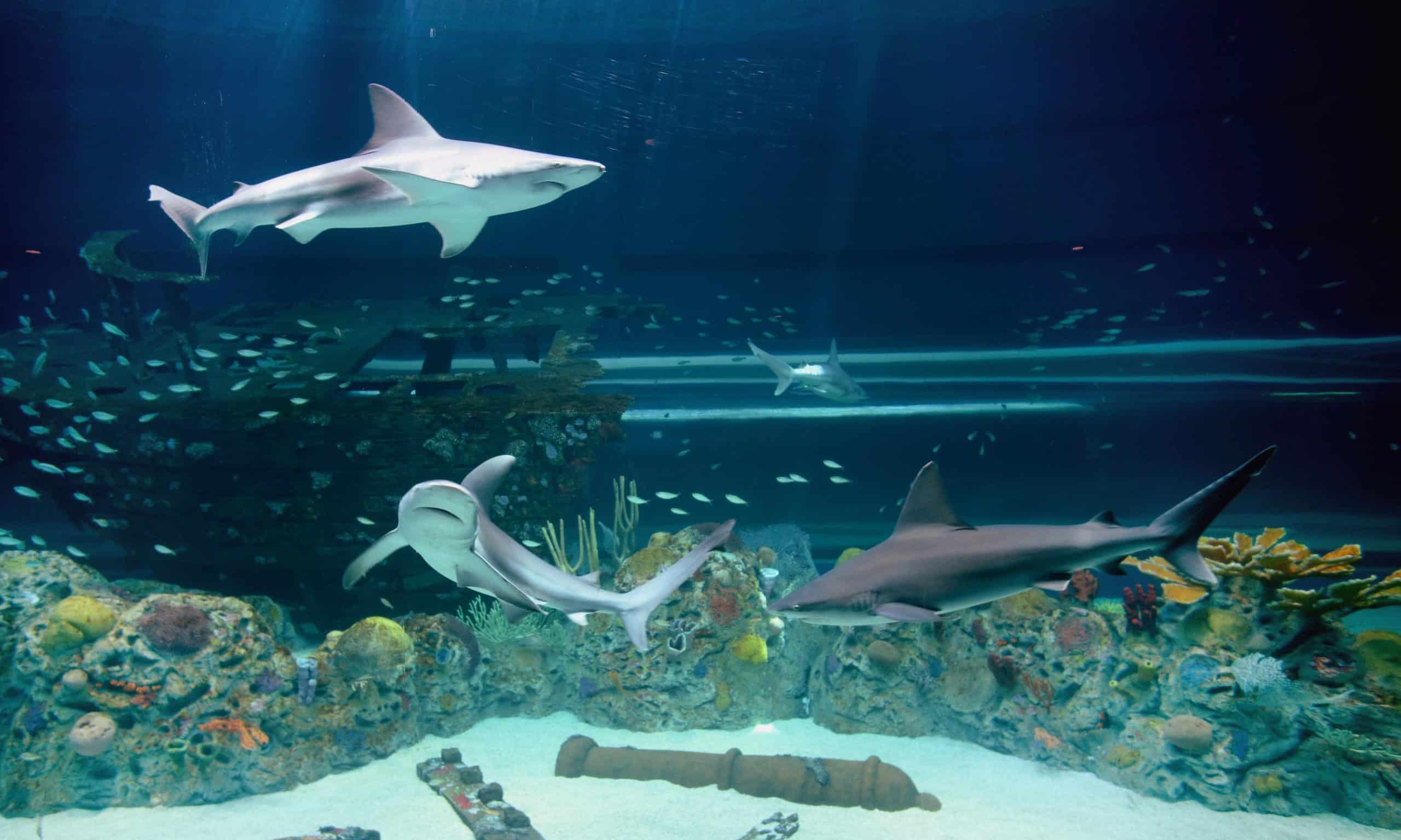 Image of Texas State Aquarium Named One of USA TODAY’s  Top Five Aquariums in North America