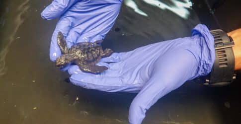 Texas State Aquarium Rescued More Than 270 Sea Turtles in 2019 Image of Texas State Aquarium Rescued More Than 270 Sea Turtles in 2019
