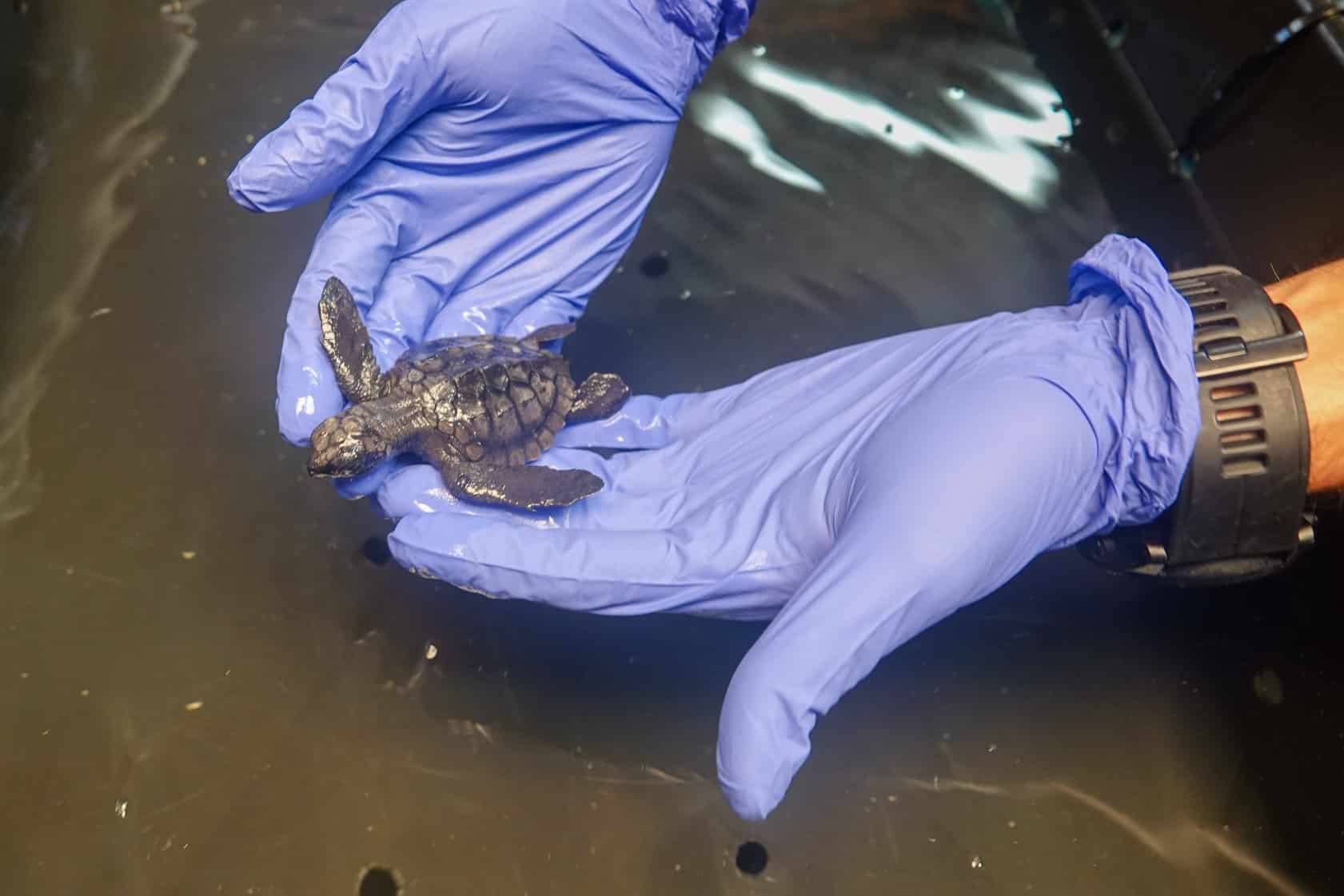Image of Texas State Aquarium Rescued More Than 270 Sea Turtles in 2019