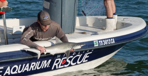Image of Texas State Aquarium Partners with Texas A&M University-Corpus Christi to Conduct Shark Survey Aimed at Conservation Efforts