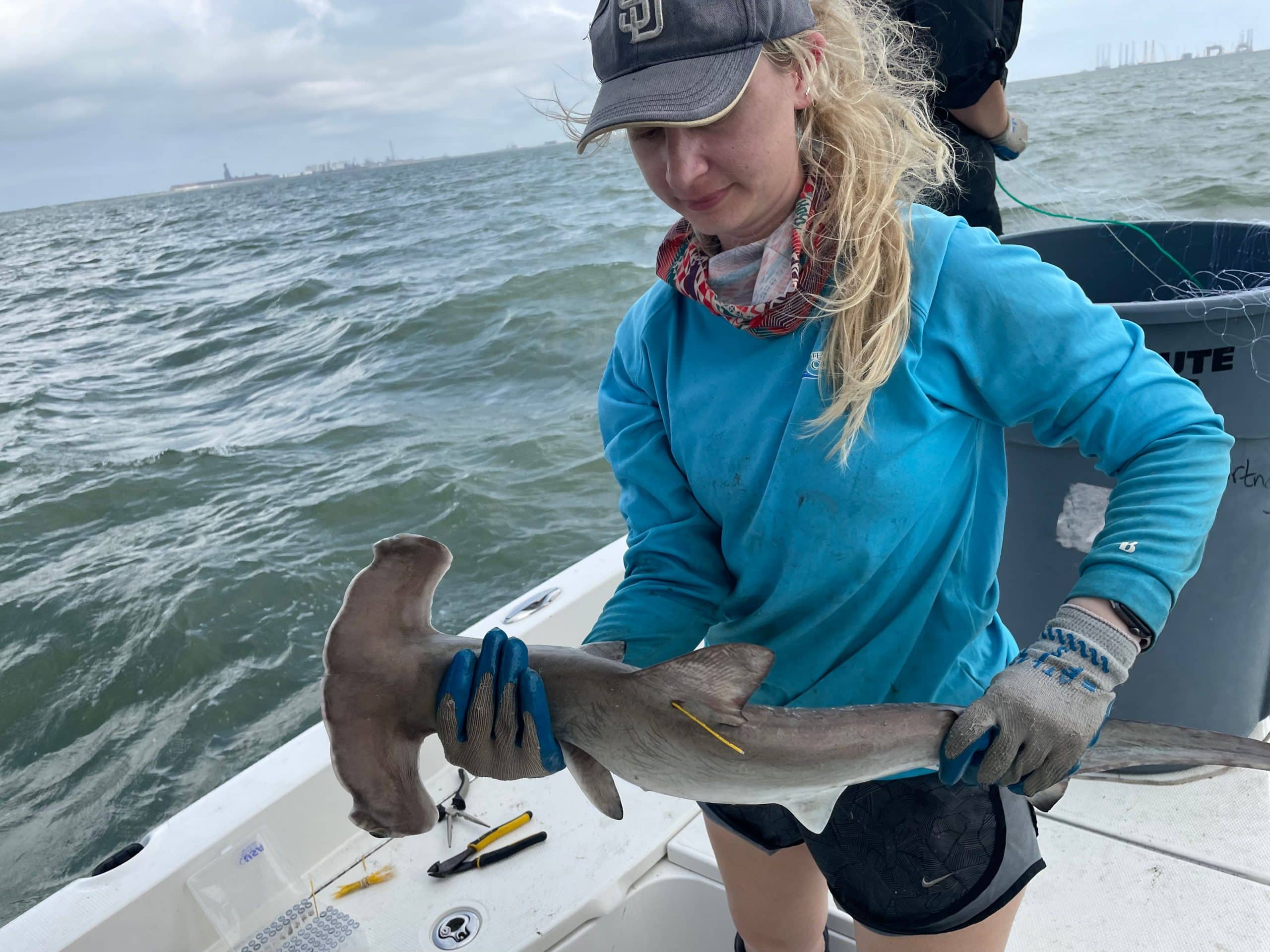 A woman wearing a blue shirt and gloves holds a small hammerhead shark on a boat, with the ocean and cloudy sky in the background. The shark has a yellow tag attached to its body.