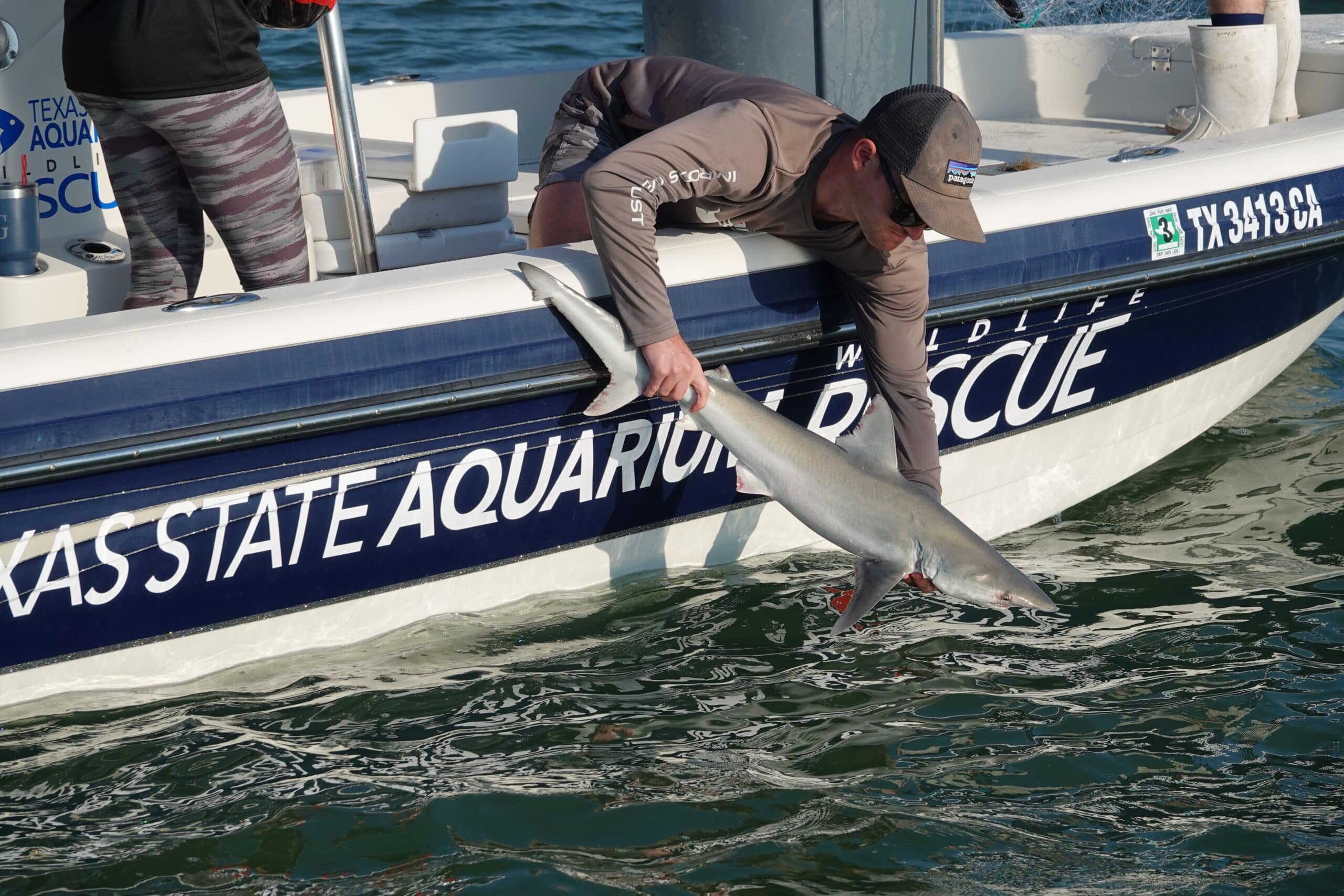 A person on a Texas State Aquarium Rescue boat gently releases a small shark into the water, holding it by the tail and body while leaning over the side of the boat.