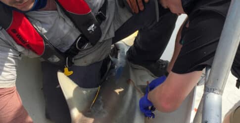 Image of Texas State Aquarium, The Nature Conservancy, and Texas Parks and Wildlife Department Unite to Study Sharks