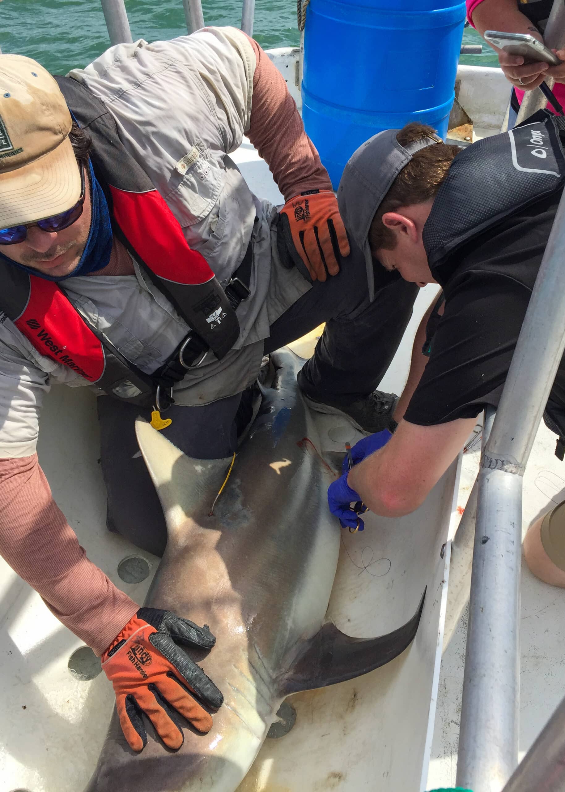 Image of Texas State Aquarium, The Nature Conservancy, and Texas Parks and Wildlife Department Unite to Study Sharks