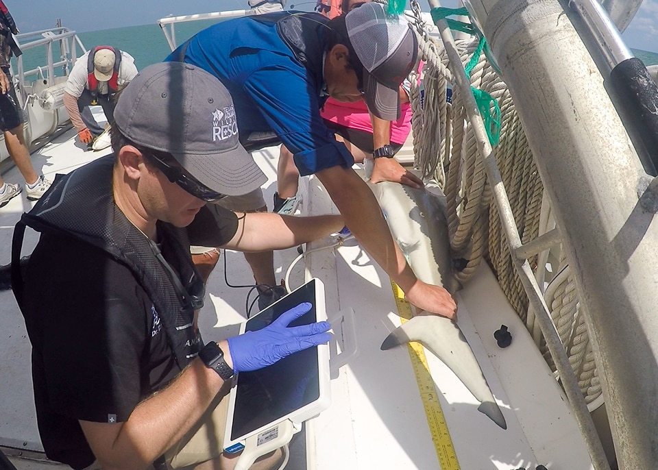 Researchers on a boat measure a small shark with a yellow tape measure. One person wears blue gloves and holds a tablet, while another steadies the shark. The ocean is visible in the background.