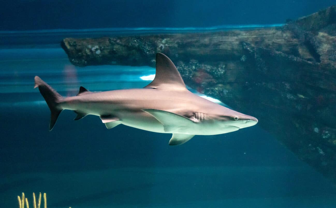 Caribbean Sea shark