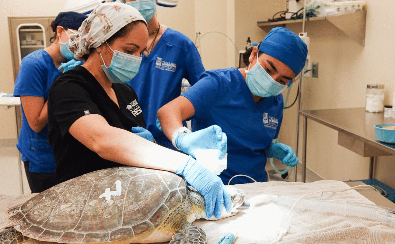Four veterinary professionals in scrubs and masks perform a medical procedure on a sea turtle lying on a towel-covered table in a clinical setting. One person holds the turtle’s head while another uses medical equipment.