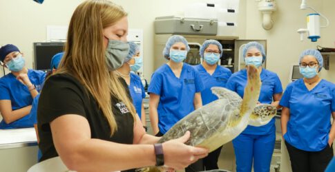 Image of Texas State Aquarium Collaborates with Texas A&M University-Kingsville to Perform Critical Surgery on Rescued Endangered Sea Turtles