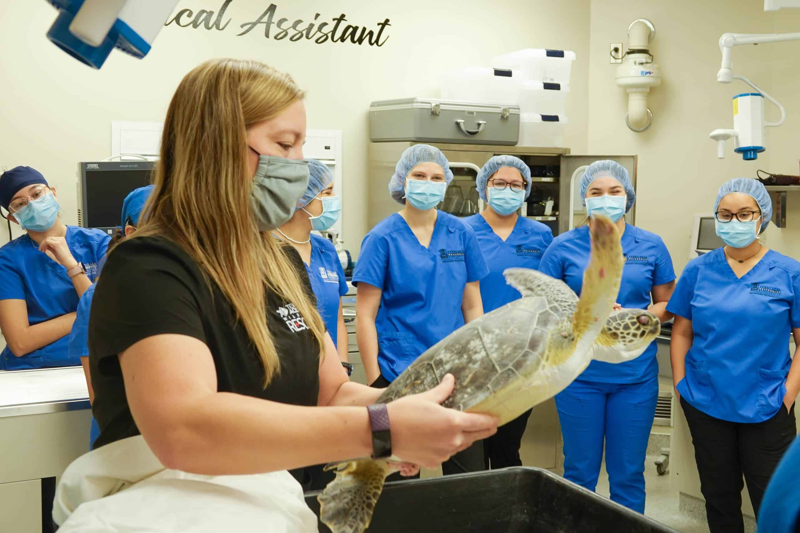 Image of Texas State Aquarium Collaborates with Texas A&M University-Kingsville to Perform Critical Surgery on Rescued Endangered Sea Turtles