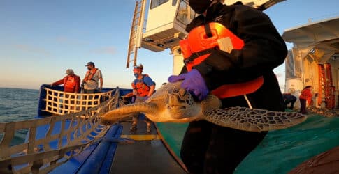 Image of Historical Number of Rehabilitated Cold-Stunned Sea Turtles Released by the Texas State Aquarium