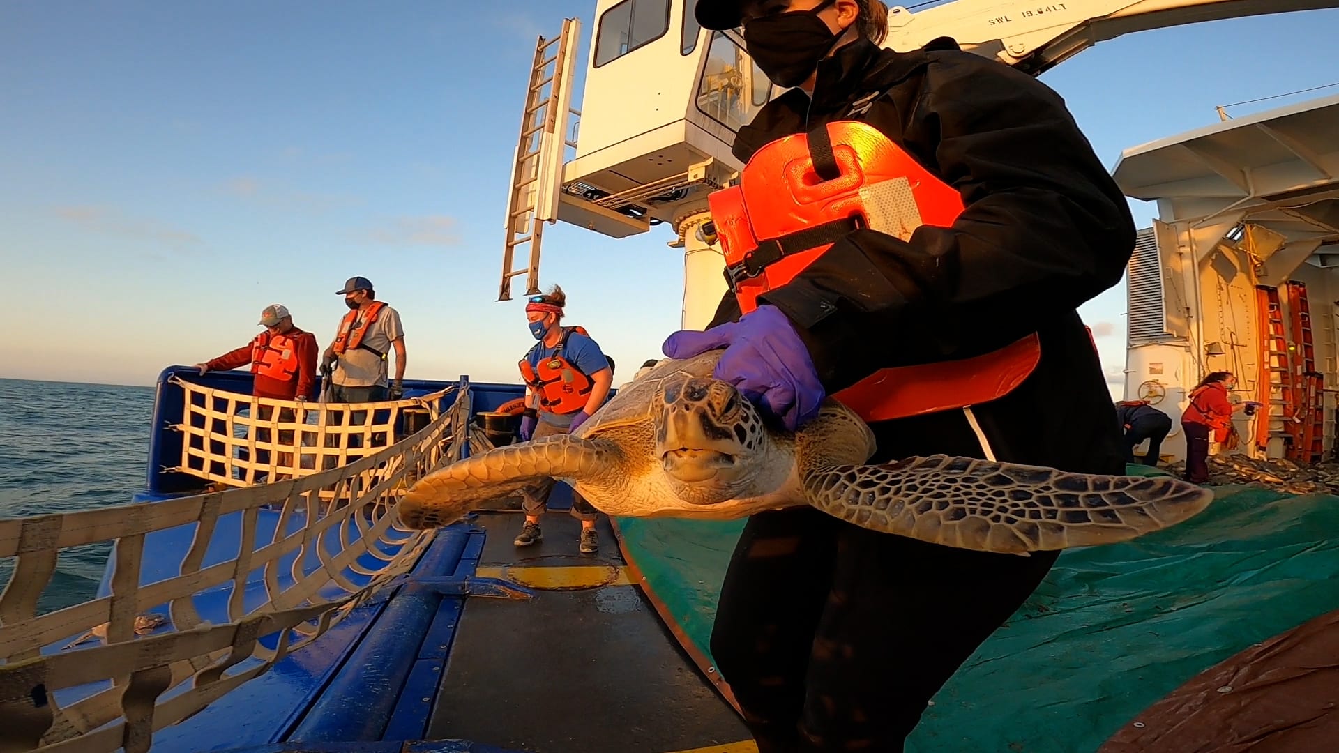 Image of Historical Number of Rehabilitated Cold-Stunned Sea Turtles Released by the Texas State Aquarium