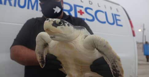 Image of Texas State Aquarium Releases Remaining New England Kemp’s Ridley Sea Turtles