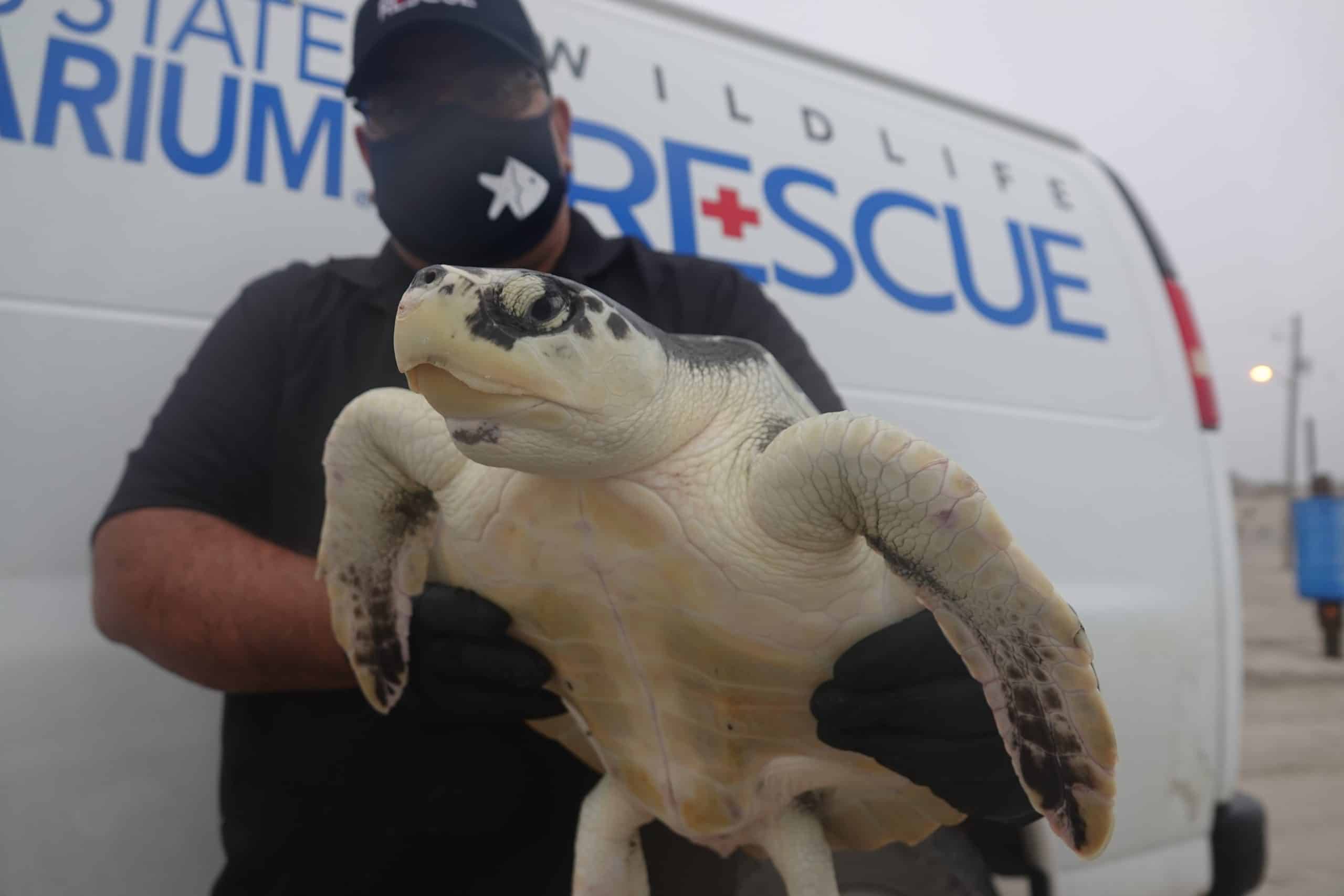 A person wearing a mask and gloves holds a sea turtle in front of a white van with Wildlife Rescue written on it.