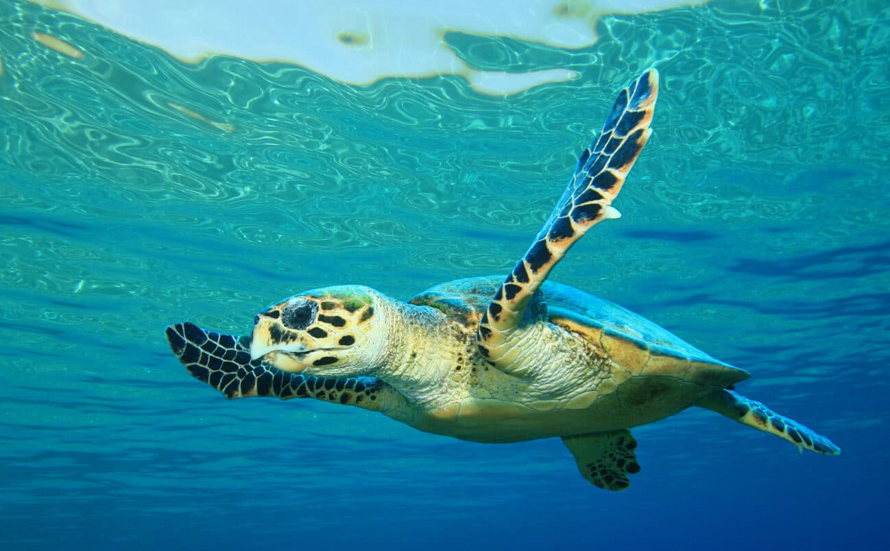 Hawksbill sea turtle