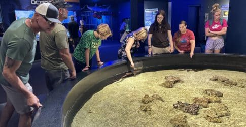Sink Your Teeth into Shark Week and Dive into Adventure at Texas State Aquarium Image of Sink Your Teeth into Shark Week and Dive into Adventure at Texas State Aquarium