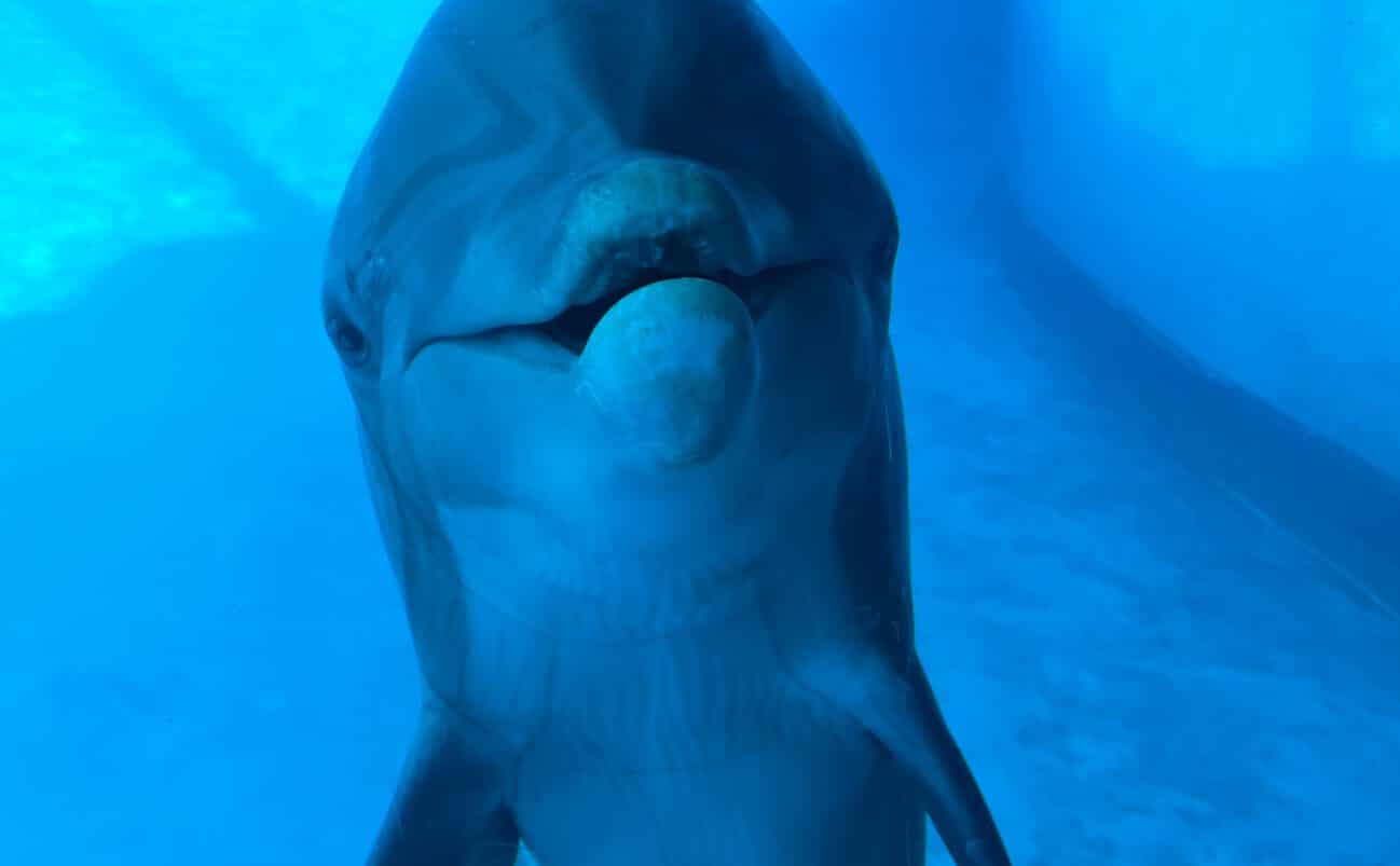 A bottlenose dolphin swims underwater, facing the camera with its mouth slightly open. The background is a clear blue, revealing the water and part of the aquarium tank.