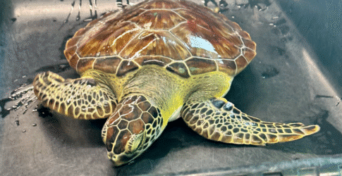 Image of USPS Issues Texas State Aquarium’s ‘Daisy’ as Spotlight in Protect Sea Turtles Commemorative Forever Stamp