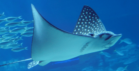 Texas State Aquarium’s Wildlife Response Operations Center (WROC) Prepared for Active Hurricane Season on the Gulf Coast Image of Texas State Aquarium’s Wildlife Response Operations Center (WROC) Prepared for Active Hurricane Season on the Gulf Coast