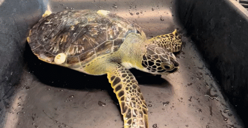 Important update – 06.19.2024 Image of Important update – 06.19.2024