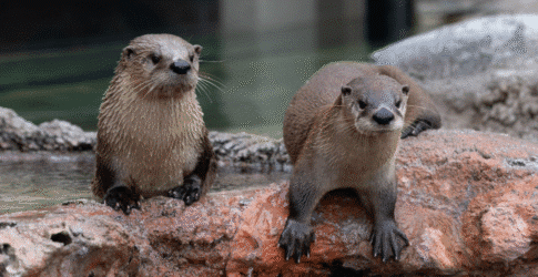 DIVE INTO MEMORIAL DAY WEEKEND AND BEAT THE HEAT: UNFORGETTABLE EXPERIENCES AWAIT AT TEXAS STATE AQUARIUM! Image of DIVE INTO MEMORIAL DAY WEEKEND AND BEAT THE HEAT: UNFORGETTABLE EXPERIENCES AWAIT AT TEXAS STATE AQUARIUM!