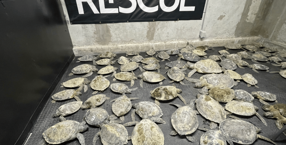 Multiple rescued sea turtles