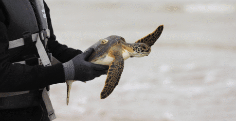 Image of Over 275 Cold-Stunned Sea Turtles Released Back into the Gulf of Mexico
