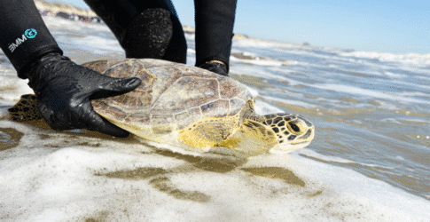 Image of Texas State Aquarium Rescues Over 700 Cold-Stunned Sea Turtles Amid January 2025 Cold Weather