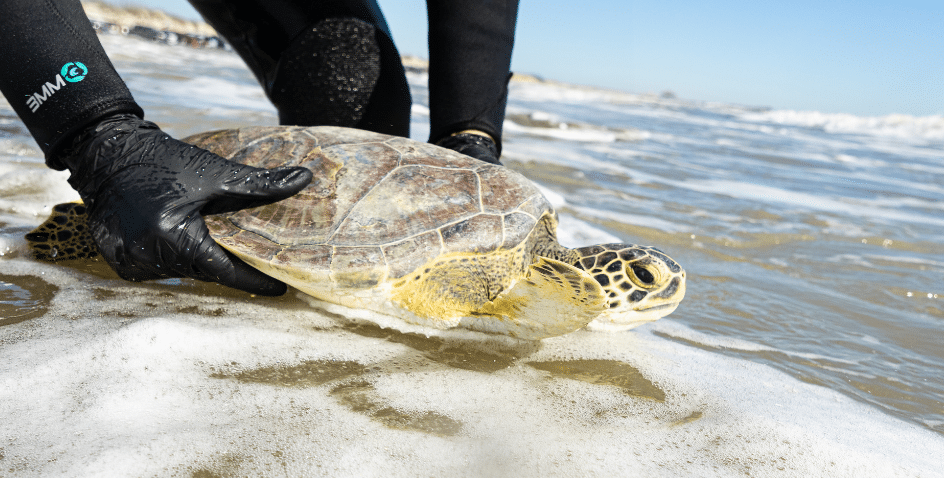 Texas State Aquarium Rescues Over 700 Cold-Stunned Sea Turtles Amid January 2025 Cold Weather Image of Texas State Aquarium Rescues Over 700 Cold-Stunned Sea Turtles Amid January 2025 Cold Weather