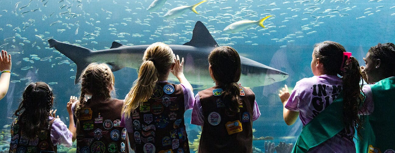 A group of girls in uniforms stand in front of a large aquarium window, watching a shark swim by, with schools of small fish and two yellow fish in the background.