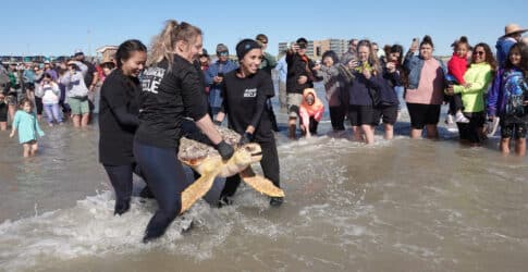 Image of Texas State Aquarium Releases Nine Endangered Loggerhead Sea Turtles