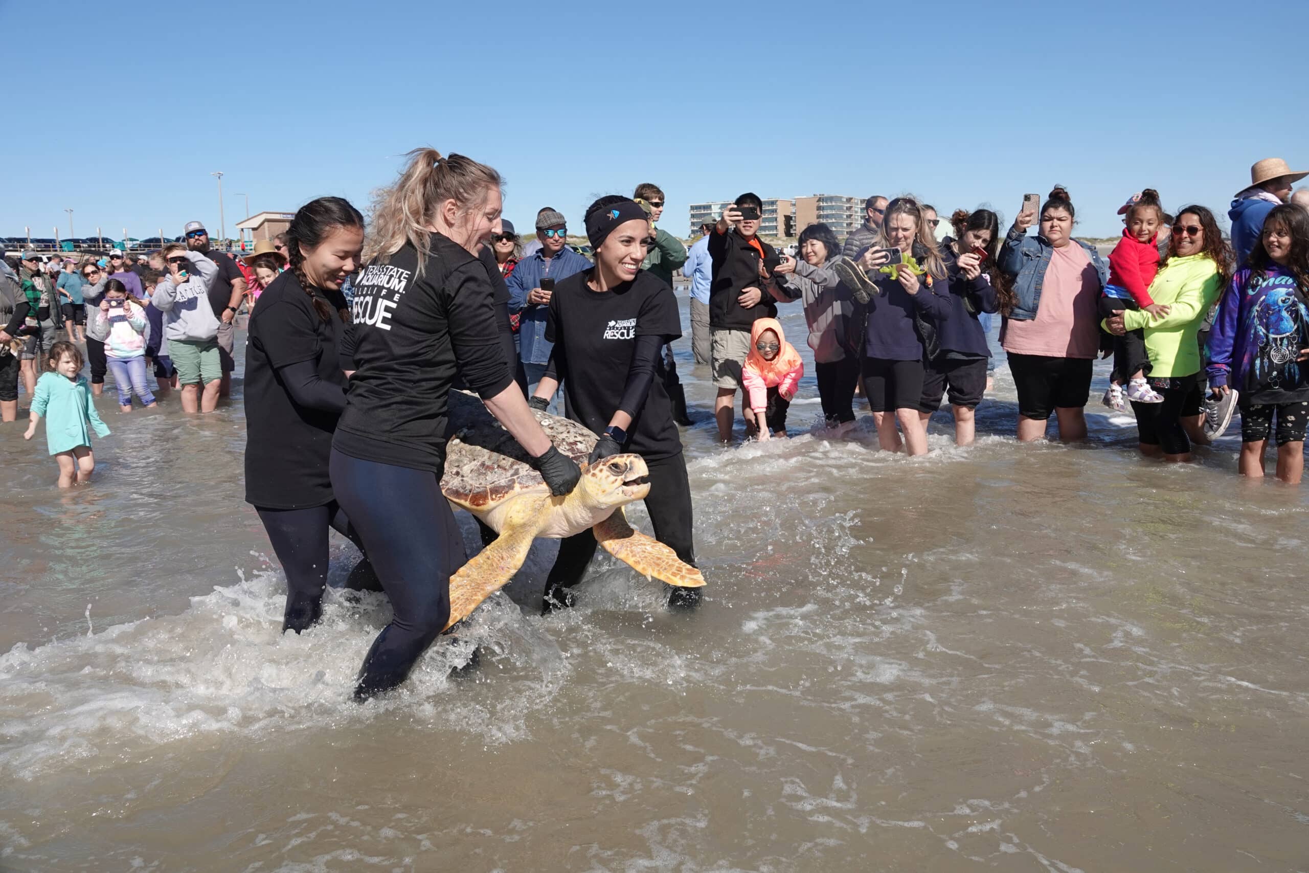 Three women in black shirts labeled Rescue carry a large sea turtle into the shallow ocean, surrounded by a crowd of people on the beach watching and taking photos under a clear blue sky.