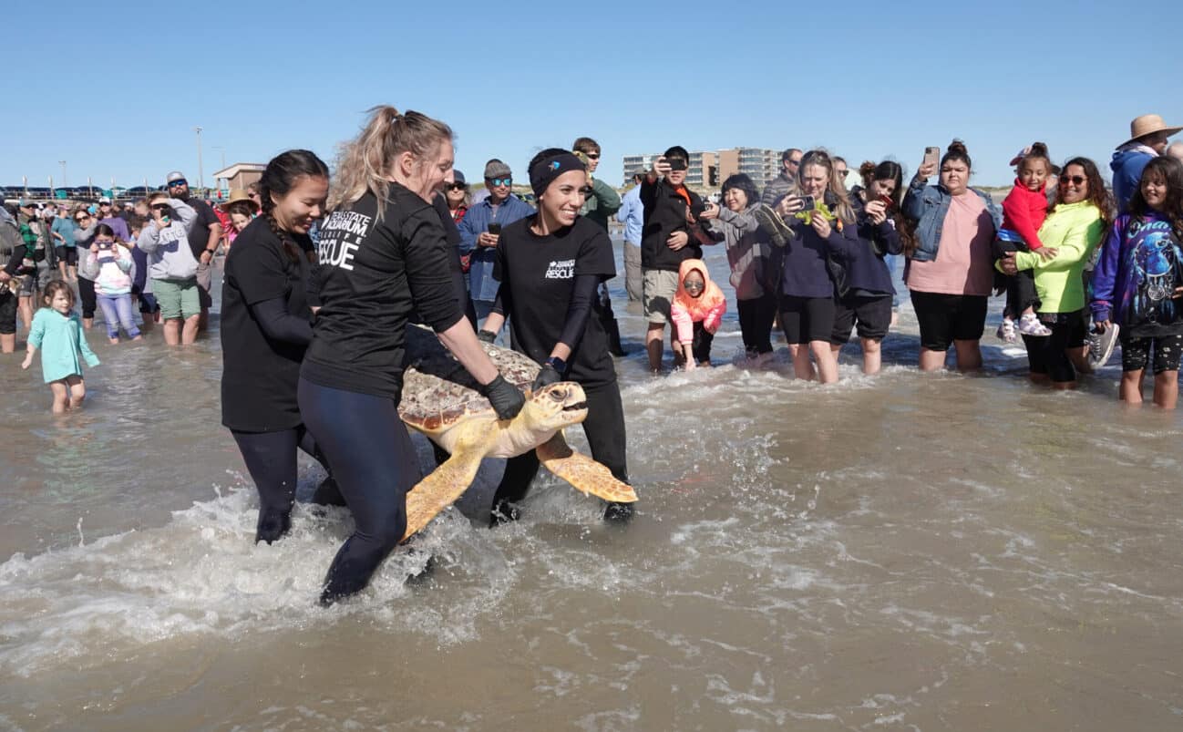 Three women in black shirts labeled Sea Turtle Rescue carry a large sea turtle into the shallow ocean while a crowd watches and takes photos on a sunny day.