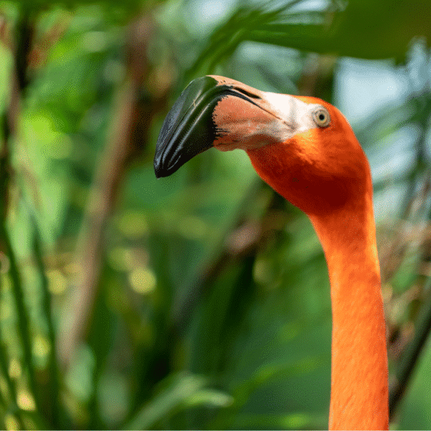 Caribbean Flamingo
