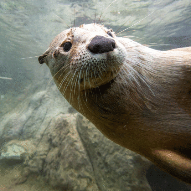 North American River Otter