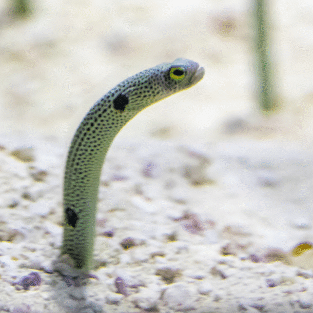 Spotted Garden Eel