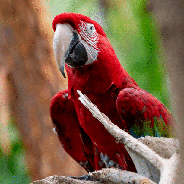 Green-winged Macaw
