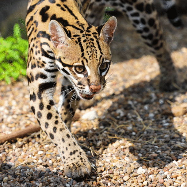 Ocelot