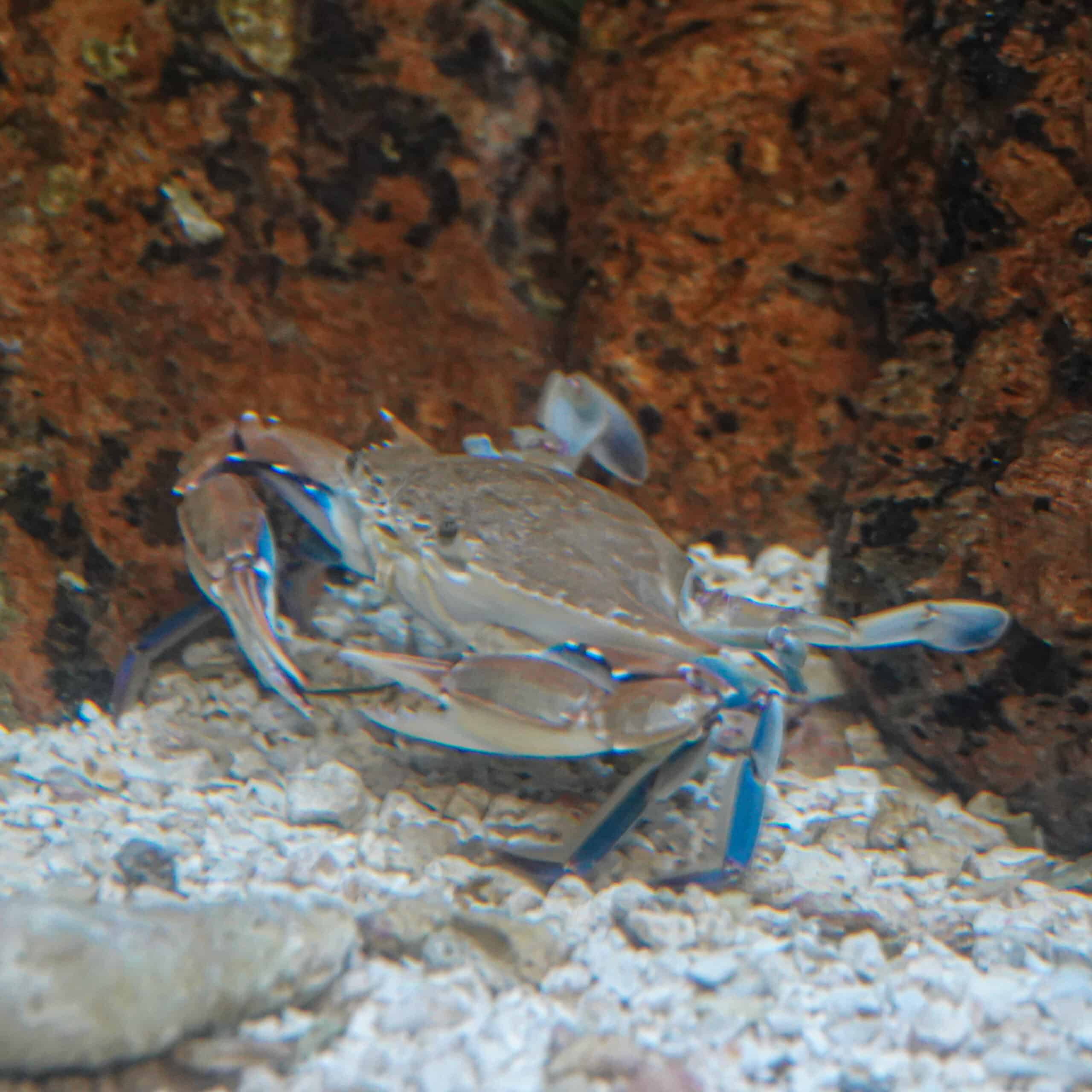 Blue crab