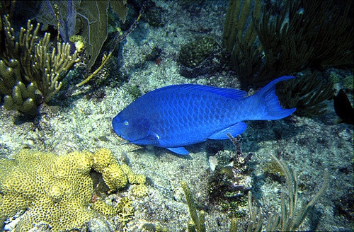 Blue Parrotfish