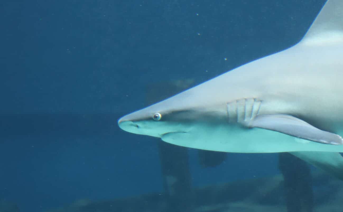 A shark swims underwater near what appears to be the remains of a sunken ship, with blue water and bubbles surrounding it.