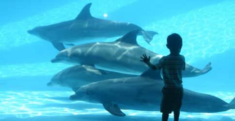 Image of 10 Fascinating Facts About Atlantic Bottlenose Dolphins