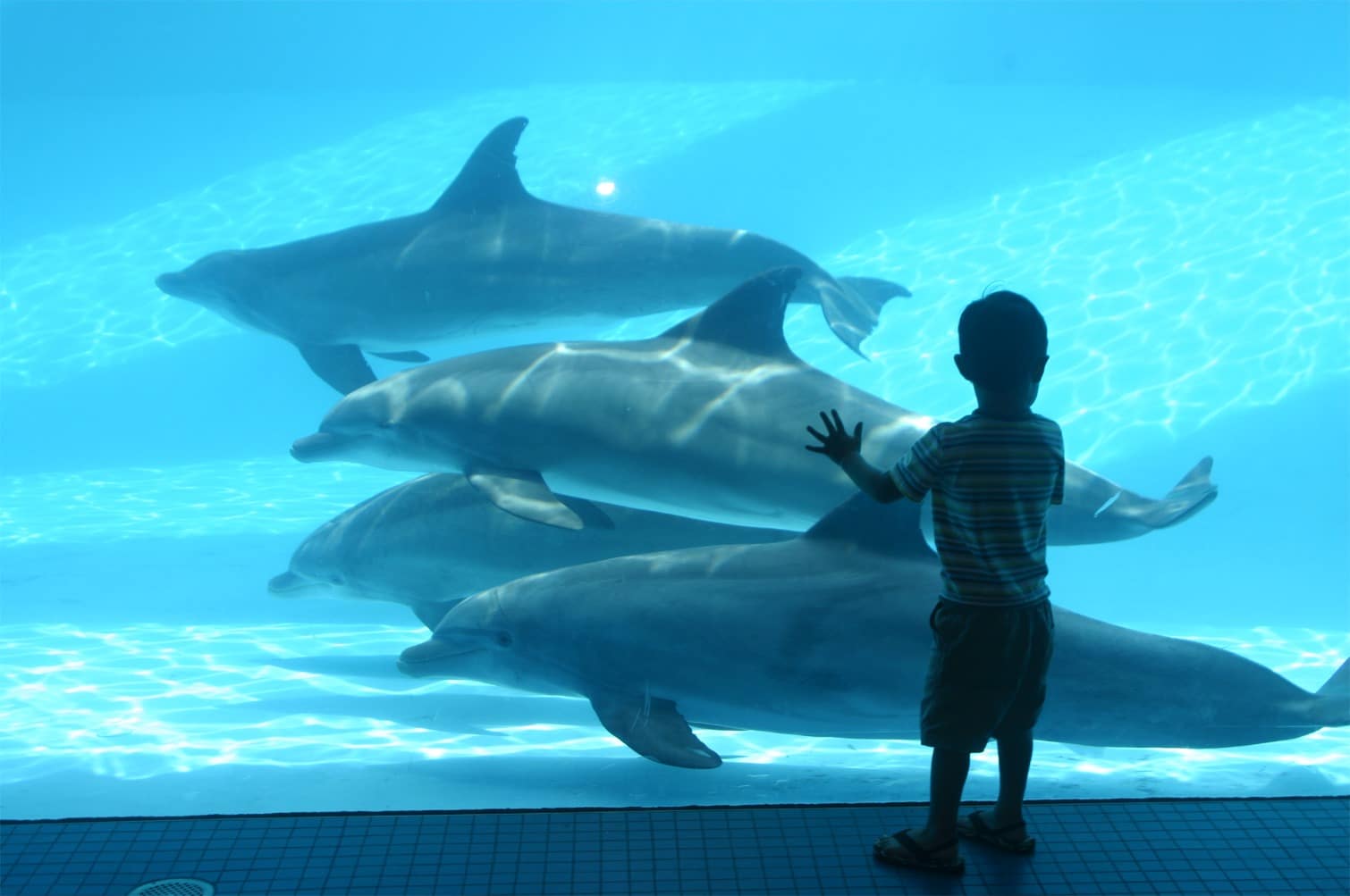 A young child stands at an aquarium window, touching the glass and watching four dolphins swim by in clear blue water.